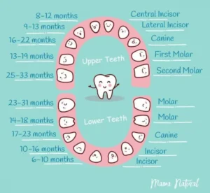 "baby teething order and timeline – which teeth come first" 